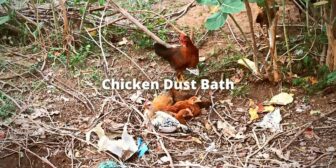 Chicken Dust Bath: Its Benefits, Recipe and FAQs