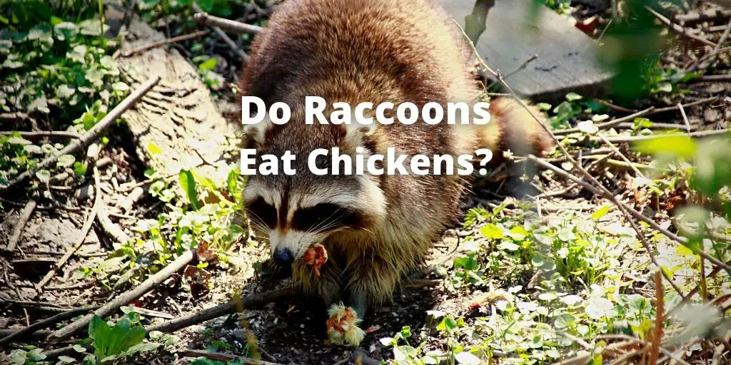 Do raccoons eat chickens? Protect Eggs, Feed and Coop