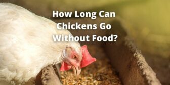 How Long Can Chickens Go Without Food?