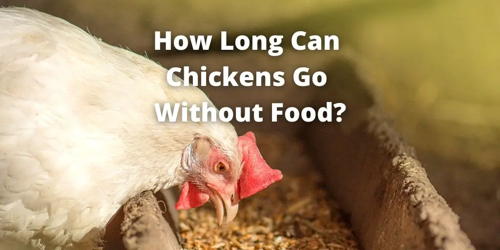 How Long Can Chickens Go Without Food