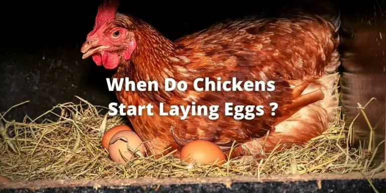 When Do Chickens Start Laying Eggs? Signs, Symptoms, and FAQs