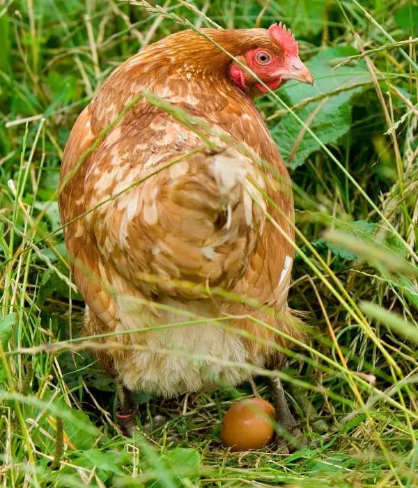 a hen laying egg in bushes