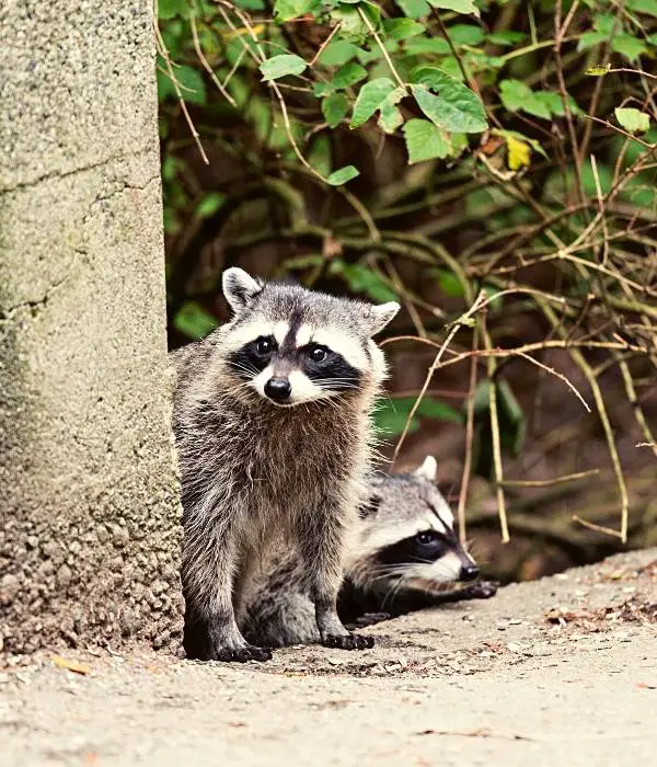 How to Spot a Family of Raccoons Nearby?