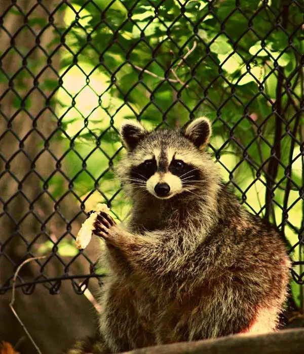 Can Raccoons Attack Chickens Inside Chicken Wire and Hardware Cloth?
