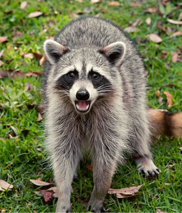 a picture of angry adult raccoon