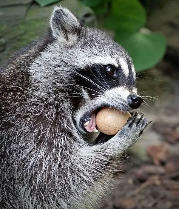 a raccoon eating a chicken egg