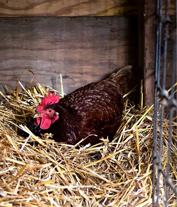 What are Some Signs that a Chicken is About to Start Laying Eggs?