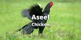 Aseel Chicken: Breed Color, Size, Eggs, Price, Pictures