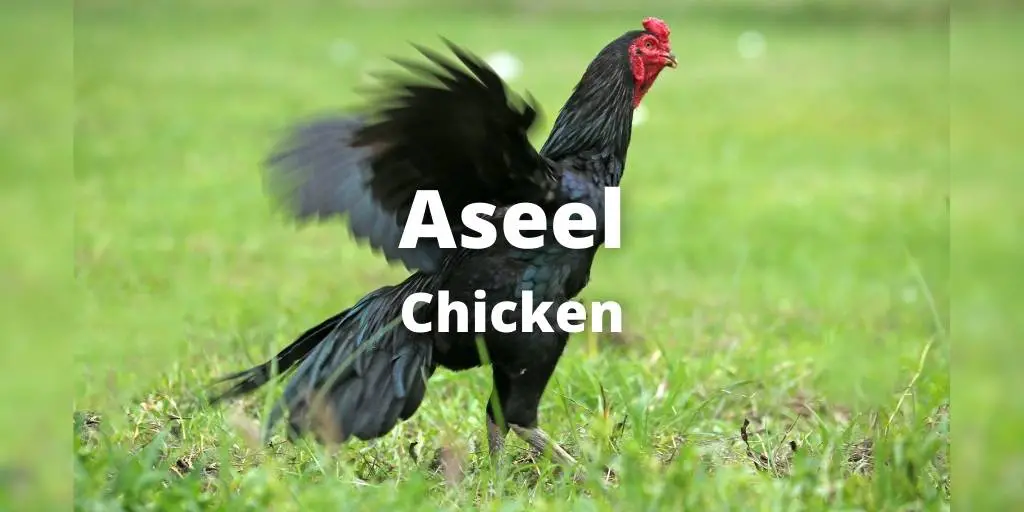 Aseel Chicken: Breed Color, Size, Eggs, Price Pictures
