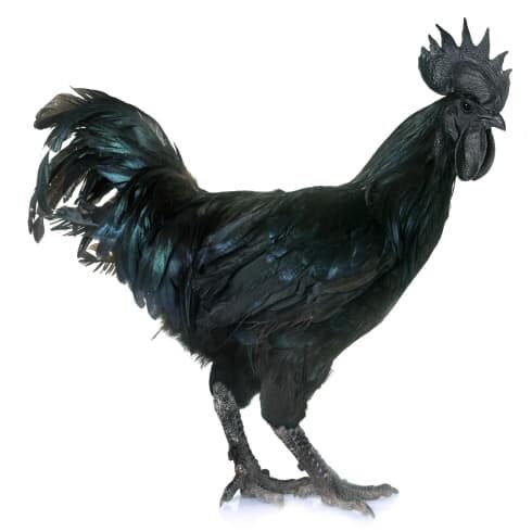 an ayam cemani rooster in white background
