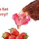 Can Chickens Eat Strawberry?