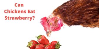 Can Chickens Eat Strawberry? – Know Before Feeding