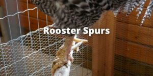 Rooster Spurs: Its need, use, removal, and FAQs