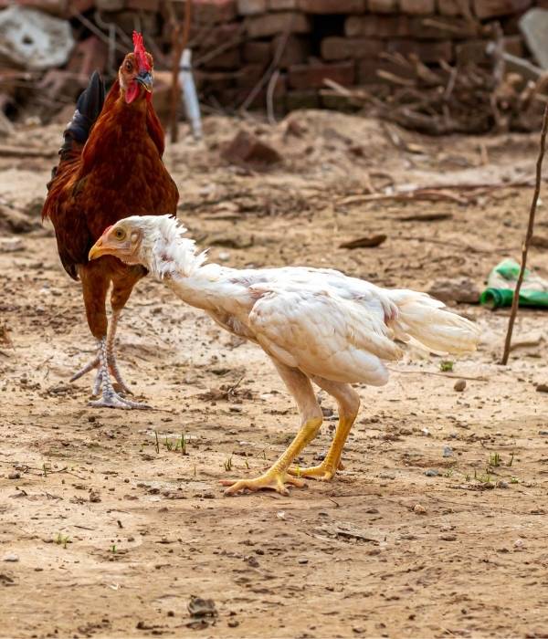 an angry white aseel rooster