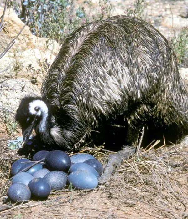 Emu Lays Black Colored Eggs