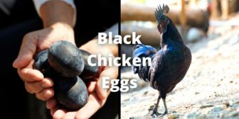 Black Chicken Eggs: Real or Fake ‘Let’s Find Out’?