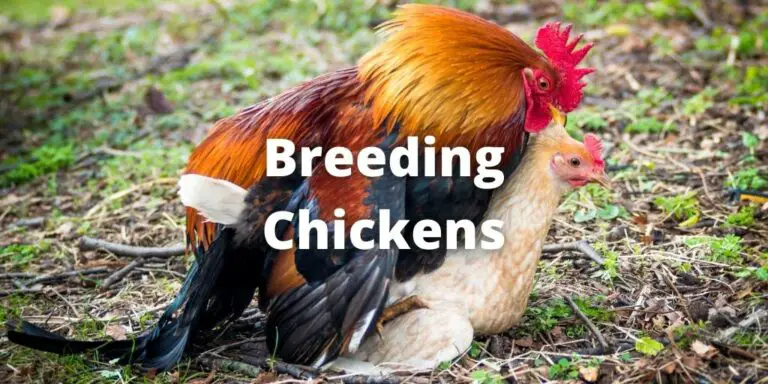 Breeding Chickens: 11 Best Tips & Step-By-Step Guide