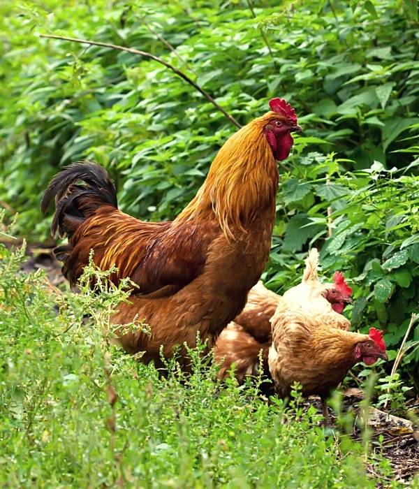 Understand rooster to hen ratio