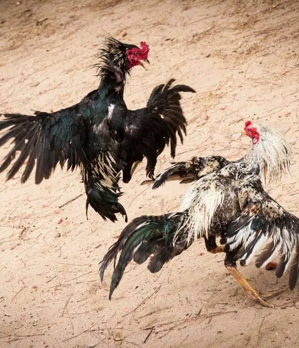 rooster attacking using his spurs