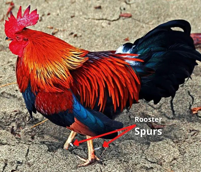 a small rooster having medium size spurs