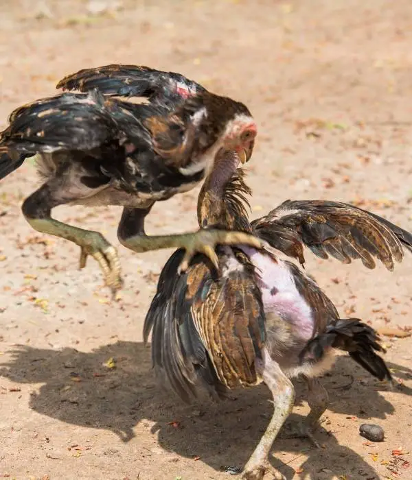 two aseel chicks fighting