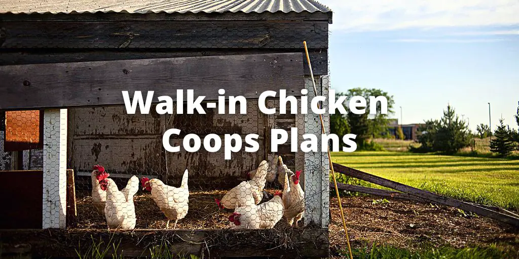 9 Best Walk-in Chicken Coops Plans (Free & Paid)