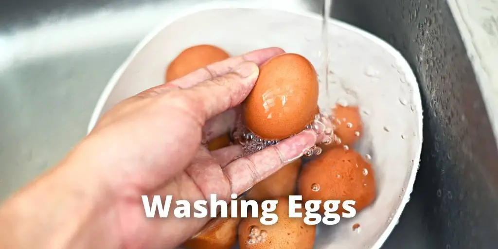 Washing Eggs: Why and How to Clean Eggs?
