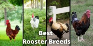 Top 10 Best Rooster Breeds With Pictures