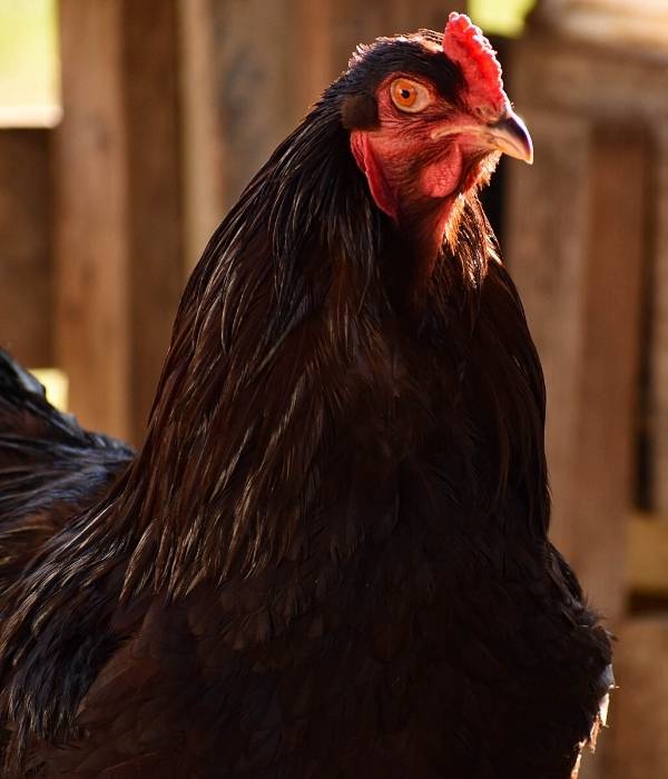 Buckeye chickens