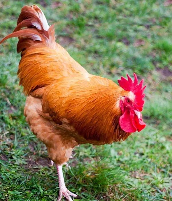 Buff Orpington rooster