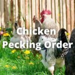 Chicken Pecking Order: Types, Importance, Factors, Problems
