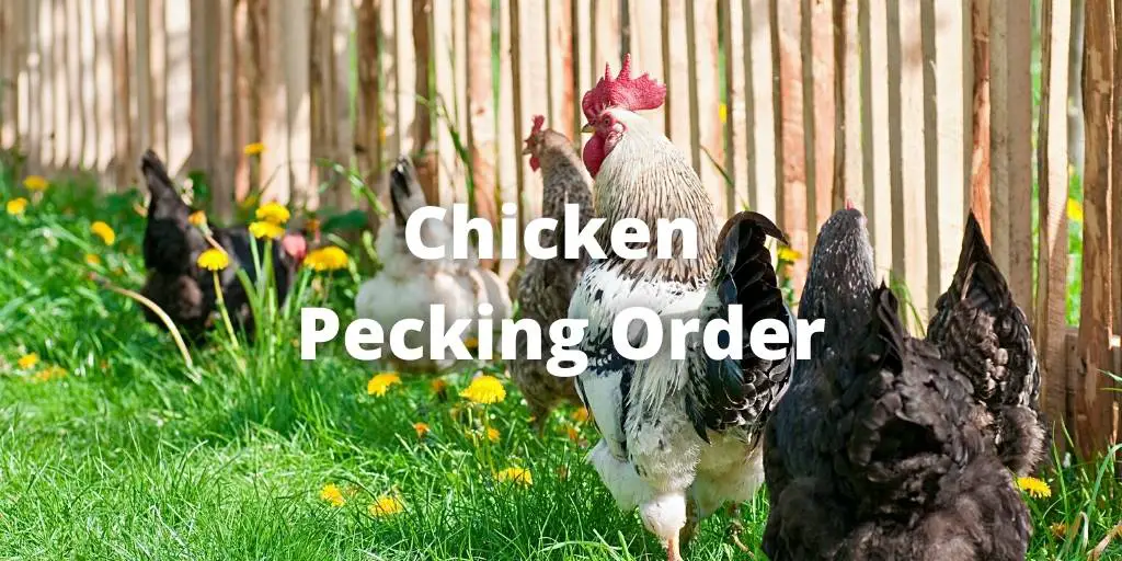 Chicken Pecking Order: Types, Importance, Factors, Problems