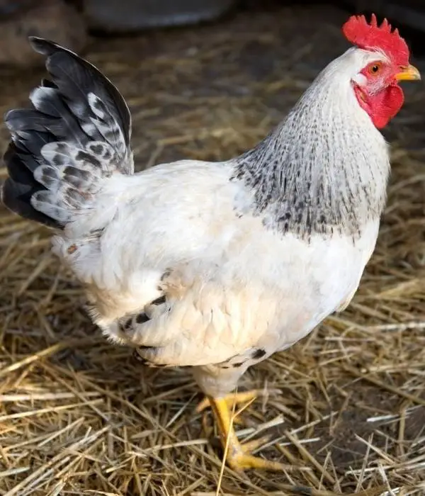 delaware rooster inside a chicken coop