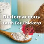 Diatomaceous Earth For Chickens: Is It Safe For Use in Coop?