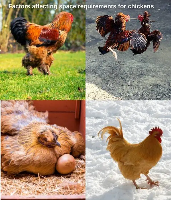 Factors affecting space requirements for chickens