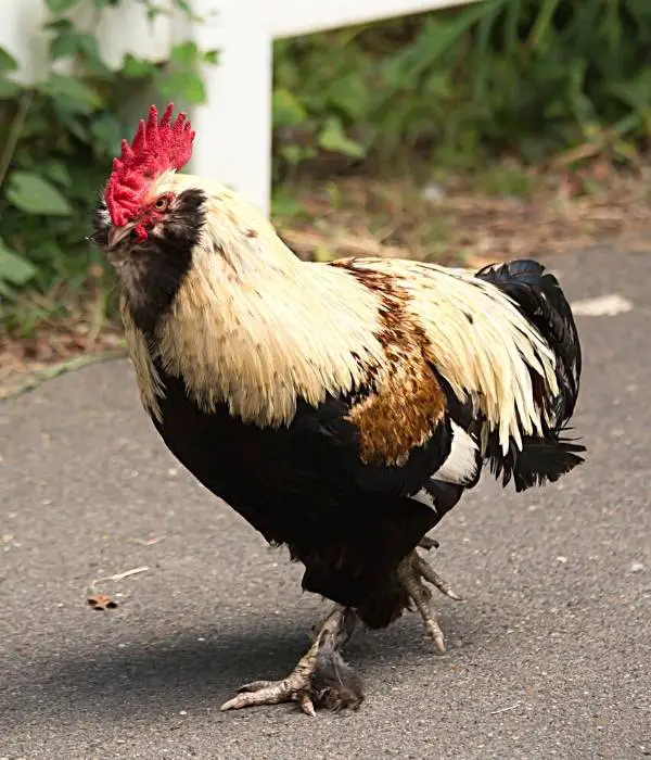 faverolles rooster