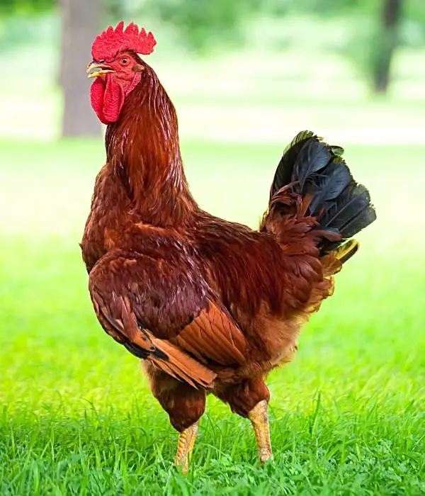 A rhode island red rooster