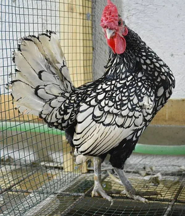 Sebright rooster