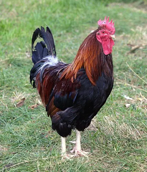 a welsummer rooster standing in backyard green