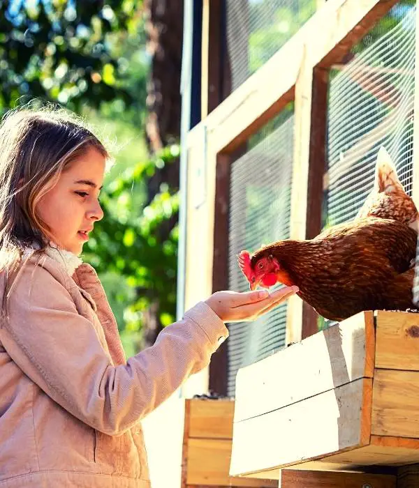 a girl feeding her chicken with hands