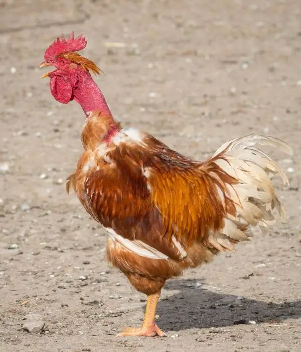 naked neck chicken standing