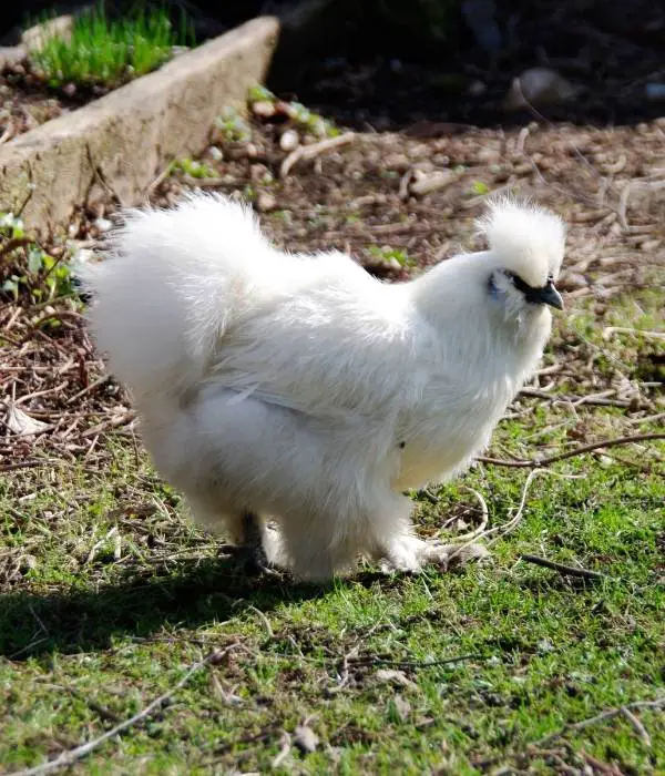 silkie best ornamental chicken breed for beginners
