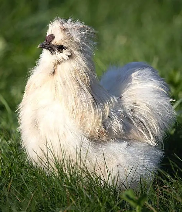 a white color silkie rooster