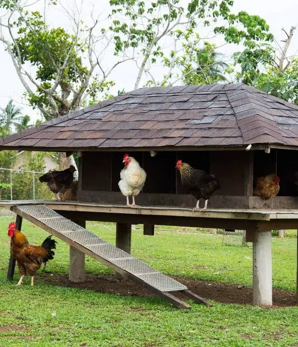 Advantages of providing suitable space for chickens?