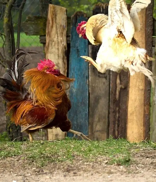 rooster vs rooster fight