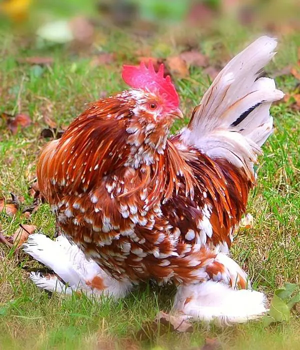 Barbu d'Uccle rooster