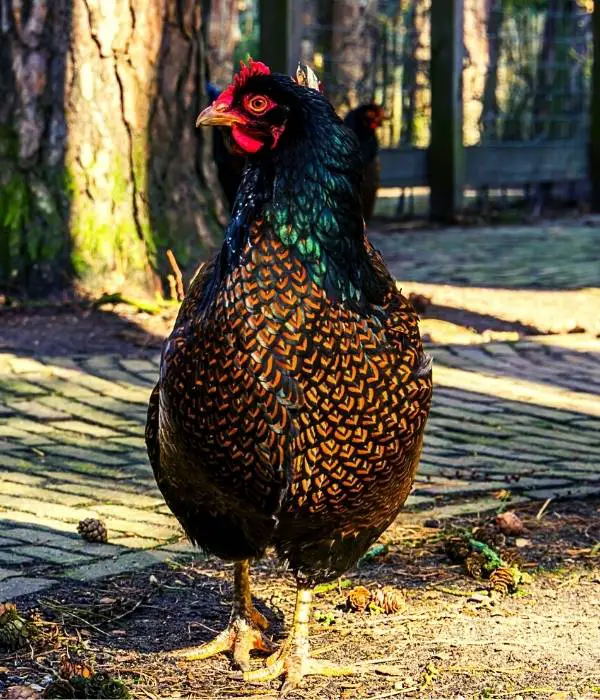 Barnevelder chicken are good large size egg laying