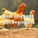 17 Best Chickens For Beginners: For Eggs, Meat, Show Purposes