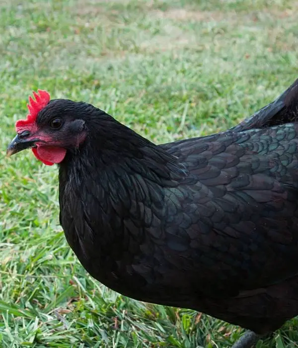 Black Star chicken