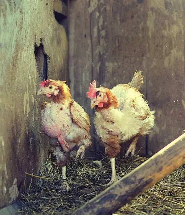 two molting chickens in coop